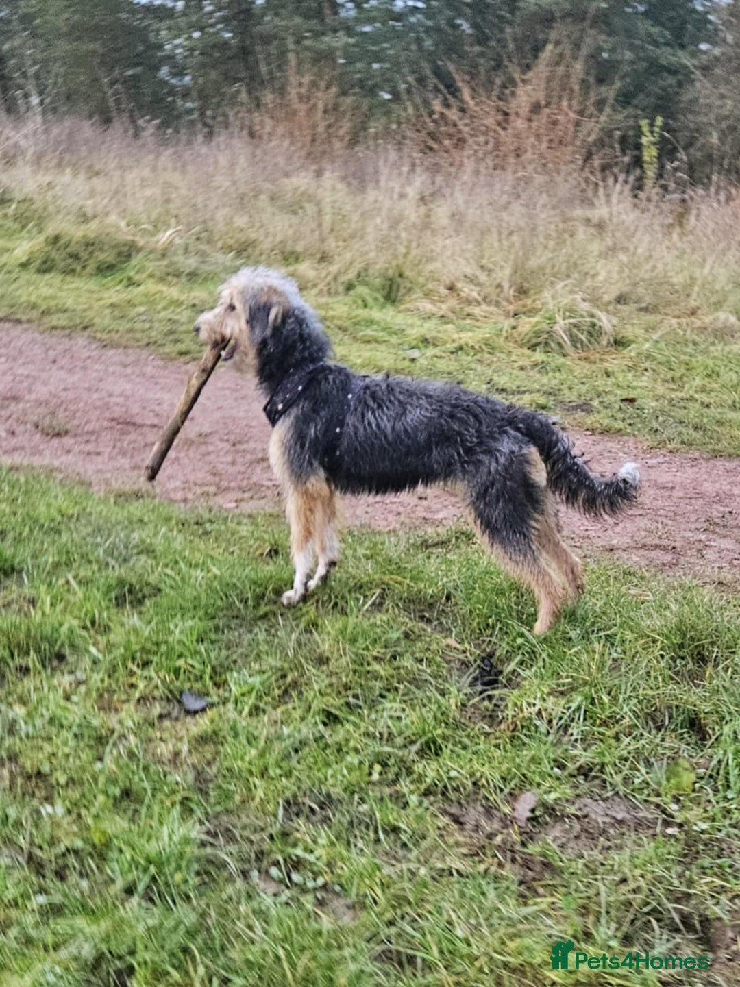 Bedlington Terrier dogs for sale: Bedlington whippet x bedlington terrier  - Advert 8