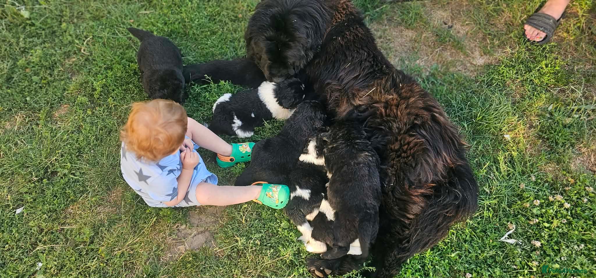 Newfoundland dogs Beautiful KC Registered Newfoundland Puppies!! - Advert 3
