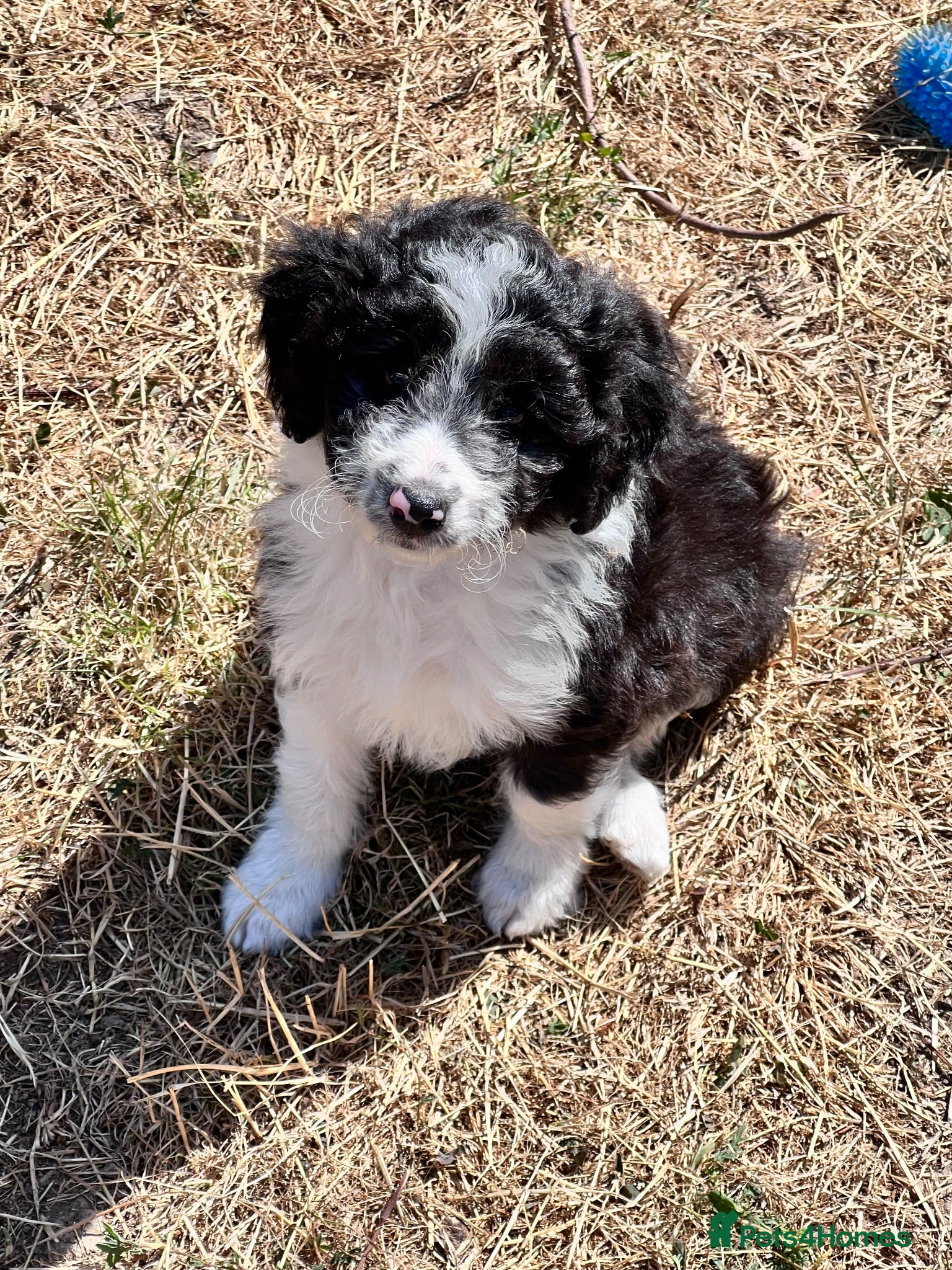 Mixed Breed dogs Lassie/Border Collie X Toy Poodle puppies - Advert 1