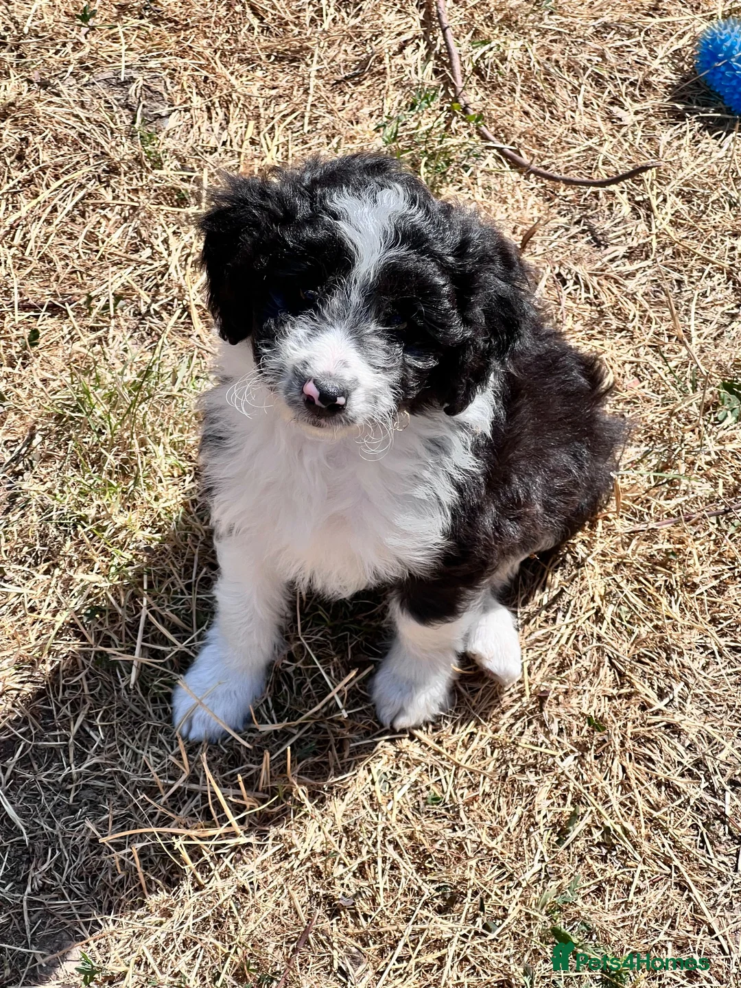 Mixed Breed dogs for sale: Lassie/Border Collie X Toy Poodle puppies - Advert 1