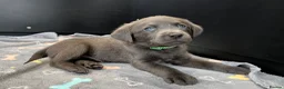 Labrador Retriever dogs for sale: ⭐Highest Health Tested Silvers & Charcoals⭐  - Advert 7