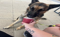 German Shepherd dogs for sale: 3 year old German shepherd pure breed  - Advert 3