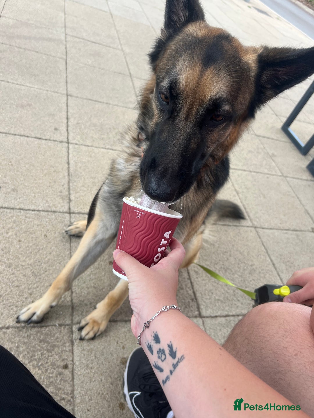 German Shepherd dogs for sale: 3 year old German shepherd pure breed  - Advert 3