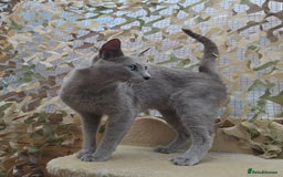 Russian Blue cats for stud: STUD ONLY Russian Blue Champion GCCF & TICA - Image 5