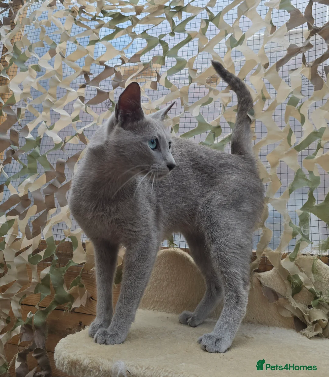 Russian Blue cats for stud: STUD Russian Blue CHAMPION GCCF & TICA - Advert 10