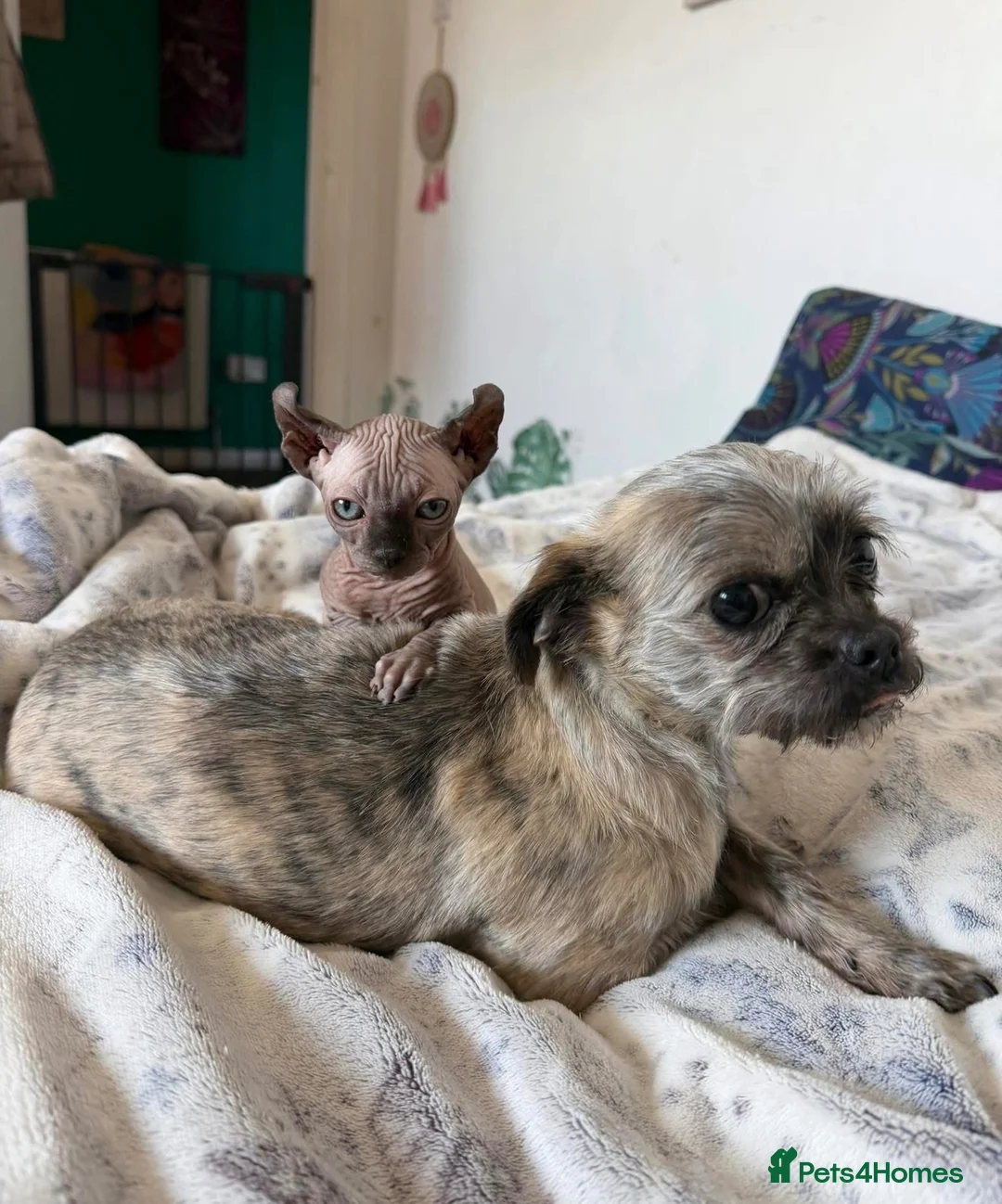 Mixed Breed dogs for sale: Beautiful chihuahua x shihtzu rehome  - Advert 1