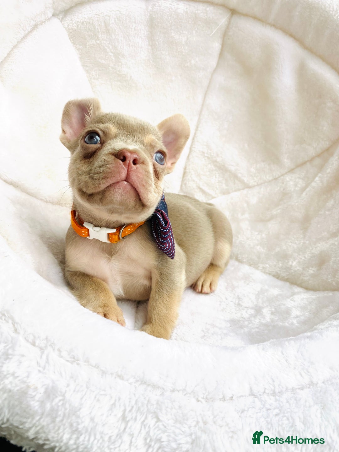 French Bulldog dogs for sale: NEWSHADE ISABELLA FRENCH BULLDOGS - Image 7
