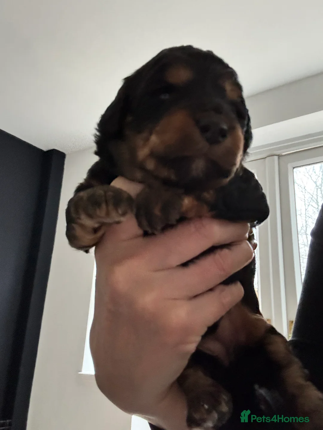 Cockapoo dogs for sale: F1B Pups - Advert 14