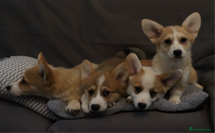 Welsh Corgi Pembroke dogs - Advert 1