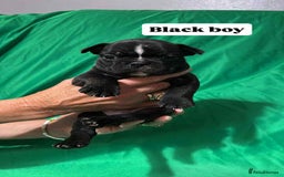 French Bulldog dogs for sale: 6 French bulldog pups  - Image 4