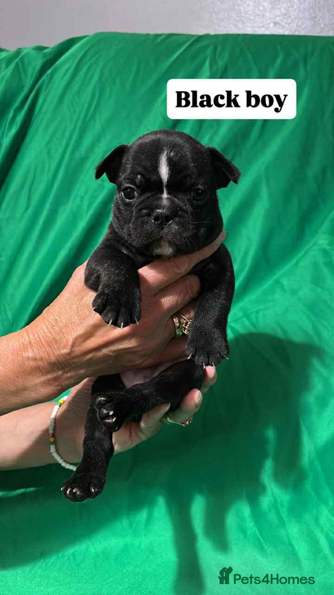 French Bulldog dogs for sale: 6 French bulldog pups  - Image 4