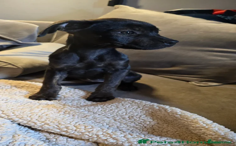 Mixed Breed dogs - Advert 1