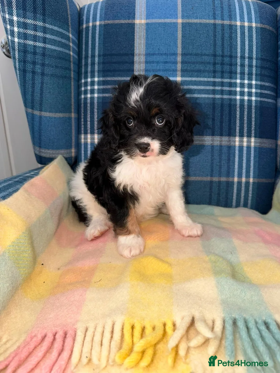Cavapoo dogs for sale: 💜💖One Stunning Tri Colour Cavapoo Girl🩷💜 - Advert 8