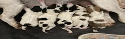 Jackapoo dogs for sale: BEAUTIFUL LITTER OF JACKAPOO PUPPIES in Crediton - Advert 18