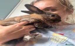 Rex rabbits for sale: Gorgeous bunnies, all males  - Image 7