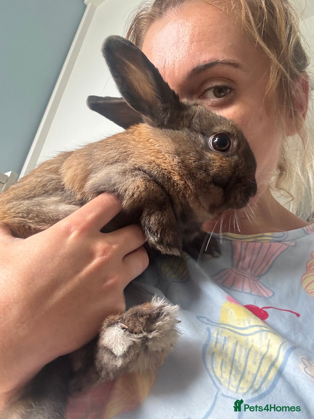 Rex rabbits for sale: Gorgeous bunnies, all males  - Image 7