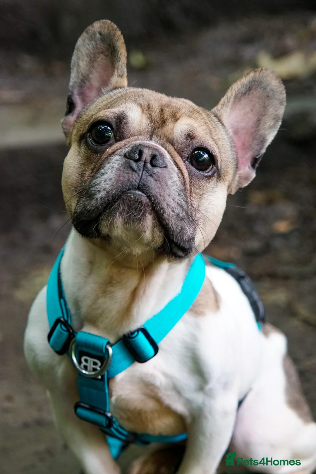 French Bulldog dogs for stud: Hugo available for stud🐾 in Stanley - Advert 7