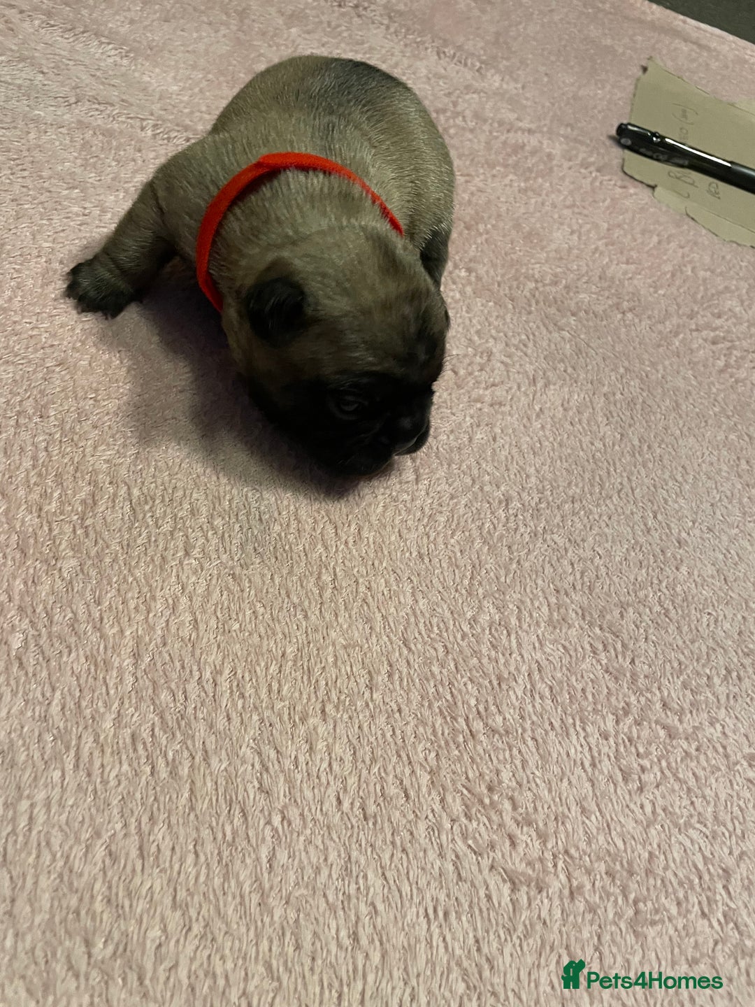 French Bulldog dogs for sale: 7 beautiful male French bull dog pups - Image 8