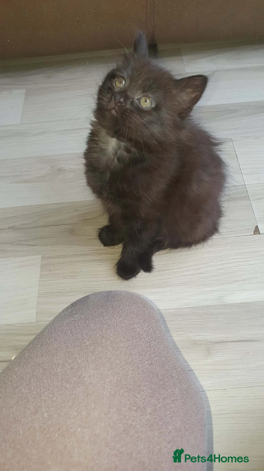 Mixed Breed cats for sale: Kittens - Advert 7