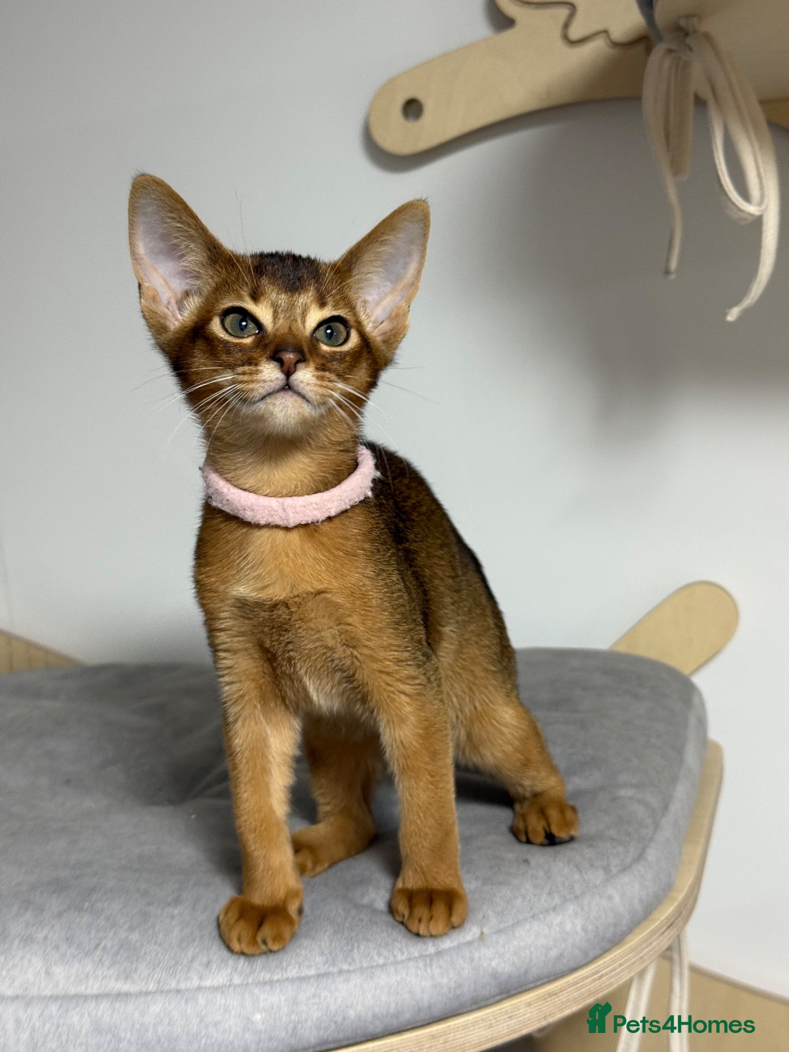 Abyssinian cats Champion parents GCCF registered Amazing 😻😻😻 - Advert 2