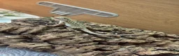 Bearded Dragon reptiles for sale: Baby bearded dragons  - Advert 3