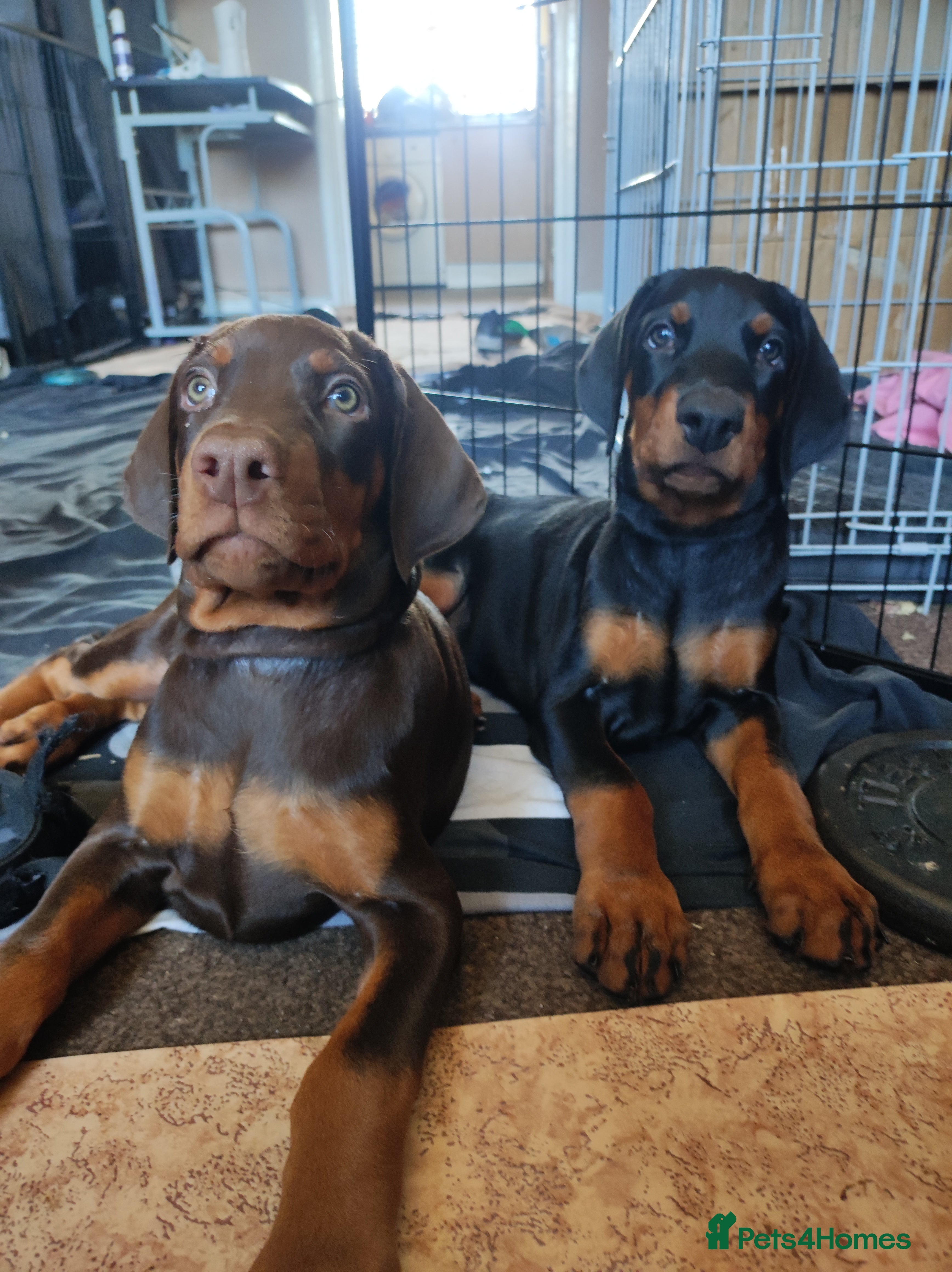 Dobermann dogs Adorable Doberman puppies  - Advert 11