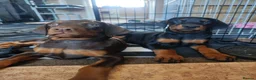 Dobermann dogs for sale: Adorable Doberman puppies  - Advert 20