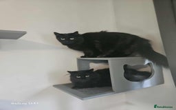 British Longhair cats for sale: Meet Hocus & Pocus  - Image 1