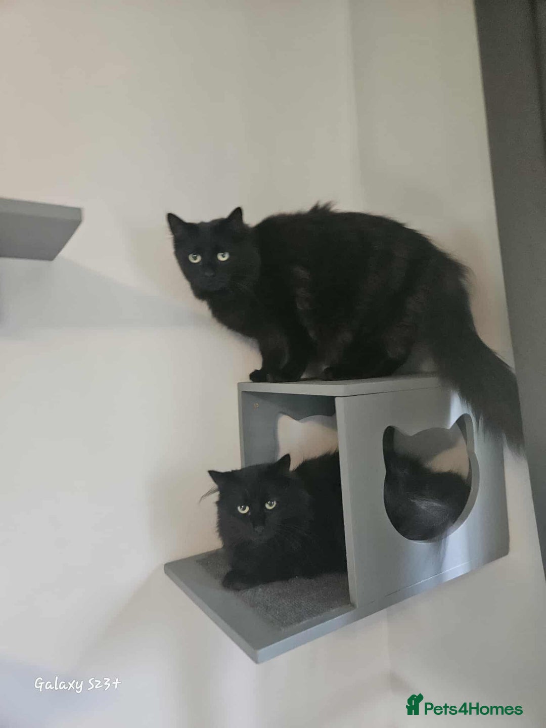 British Longhair cats for sale: Meet Hocus & Pocus  - Image 1