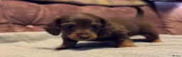 Dachshund dogs for sale: Miniature longhair dachshunds for sale - Advert 11