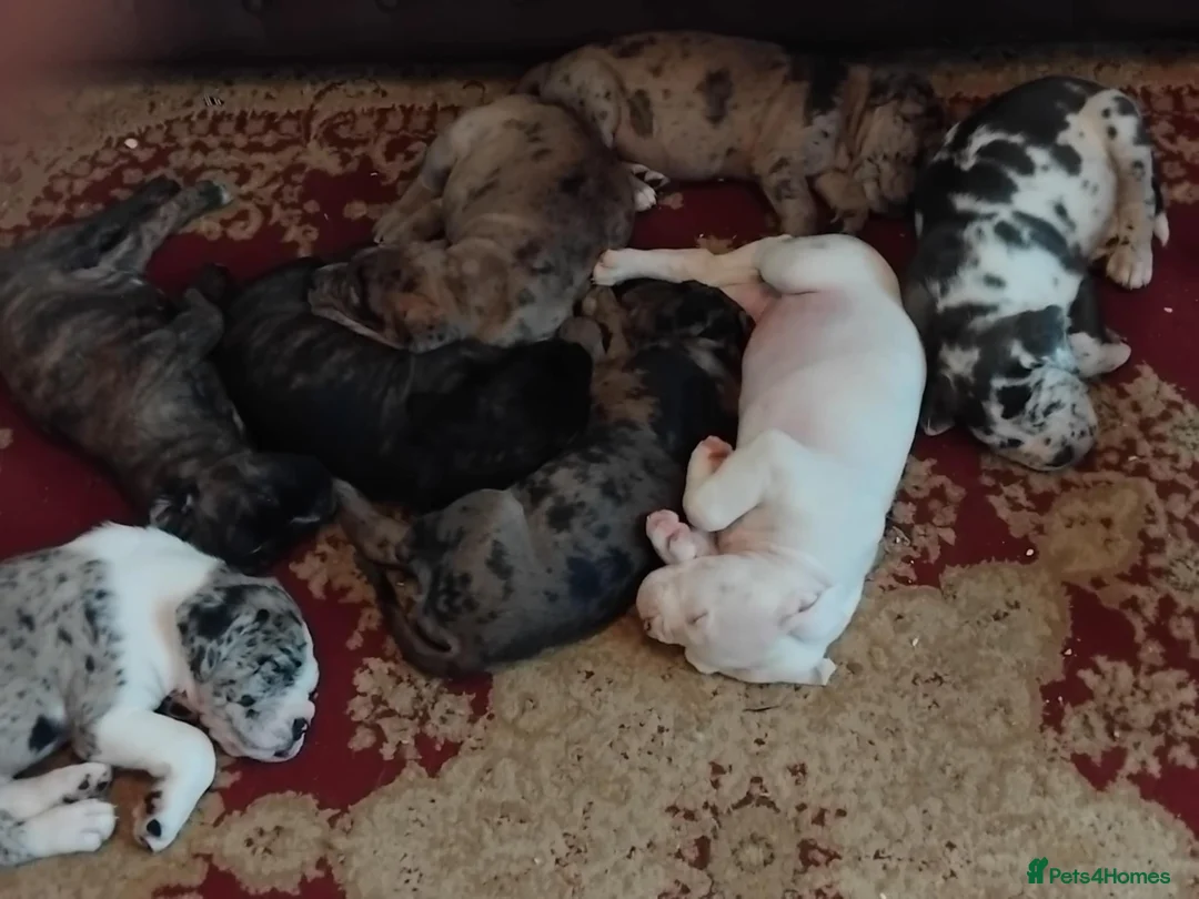 Mixed Breed dogs for sale: beautiful pups - Advert 4