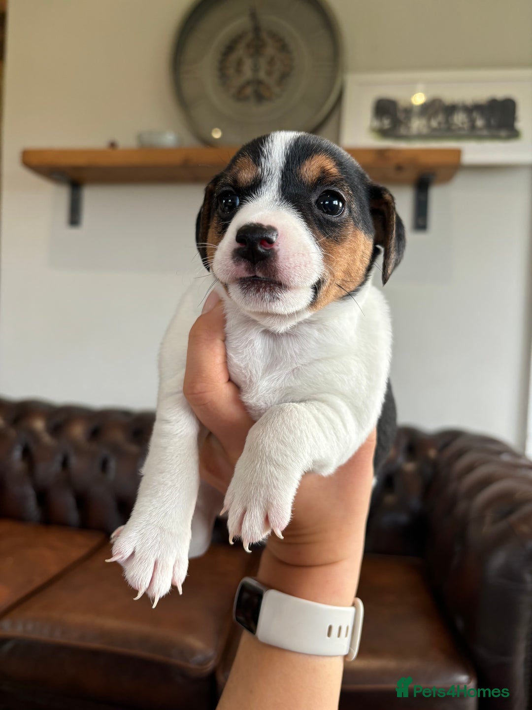 Jack Russell dogs for sale: Jack Russell puppies  - Advert 7