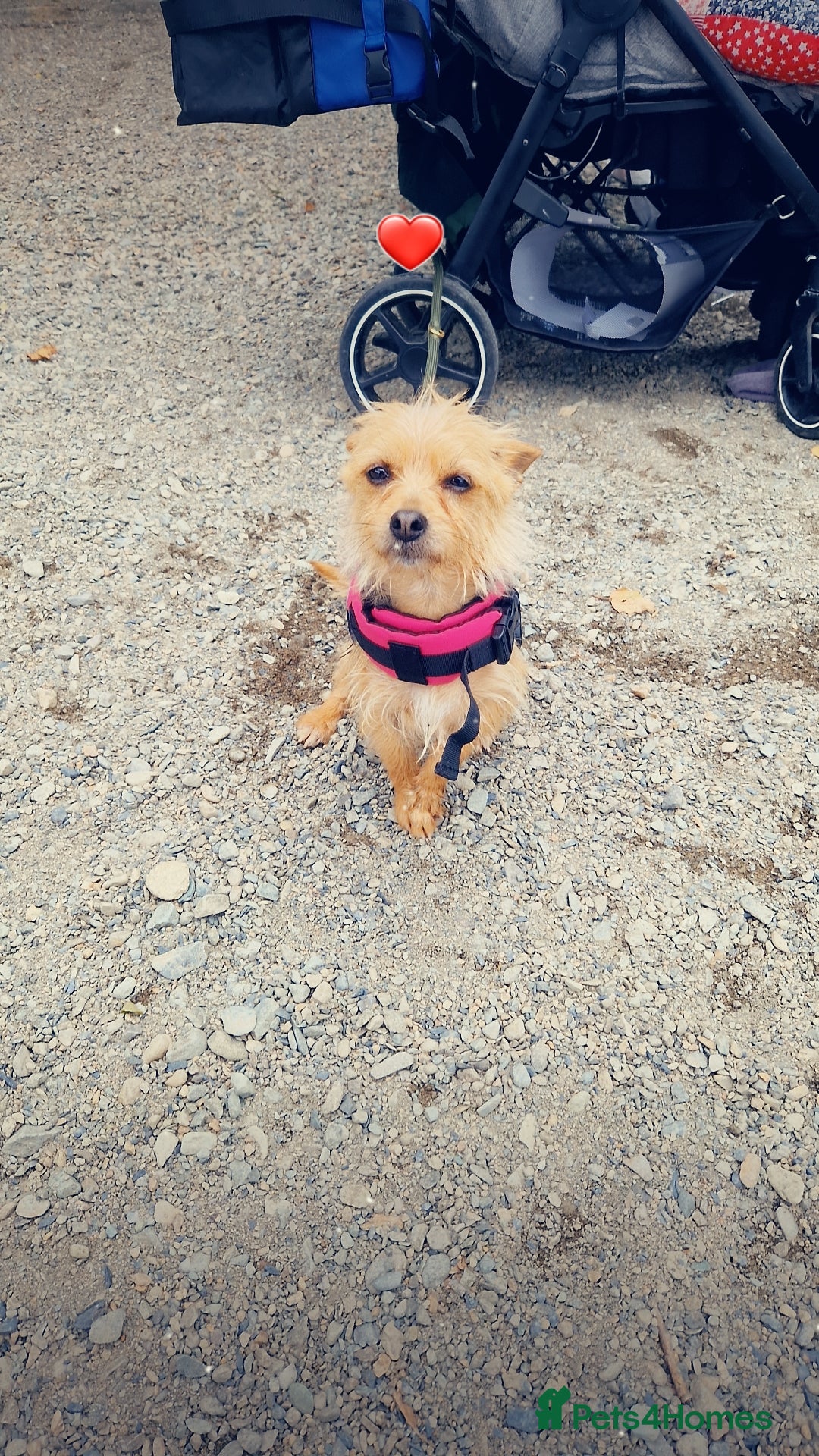 Chorkie dogs for sale: Beautiful litter - Image 18