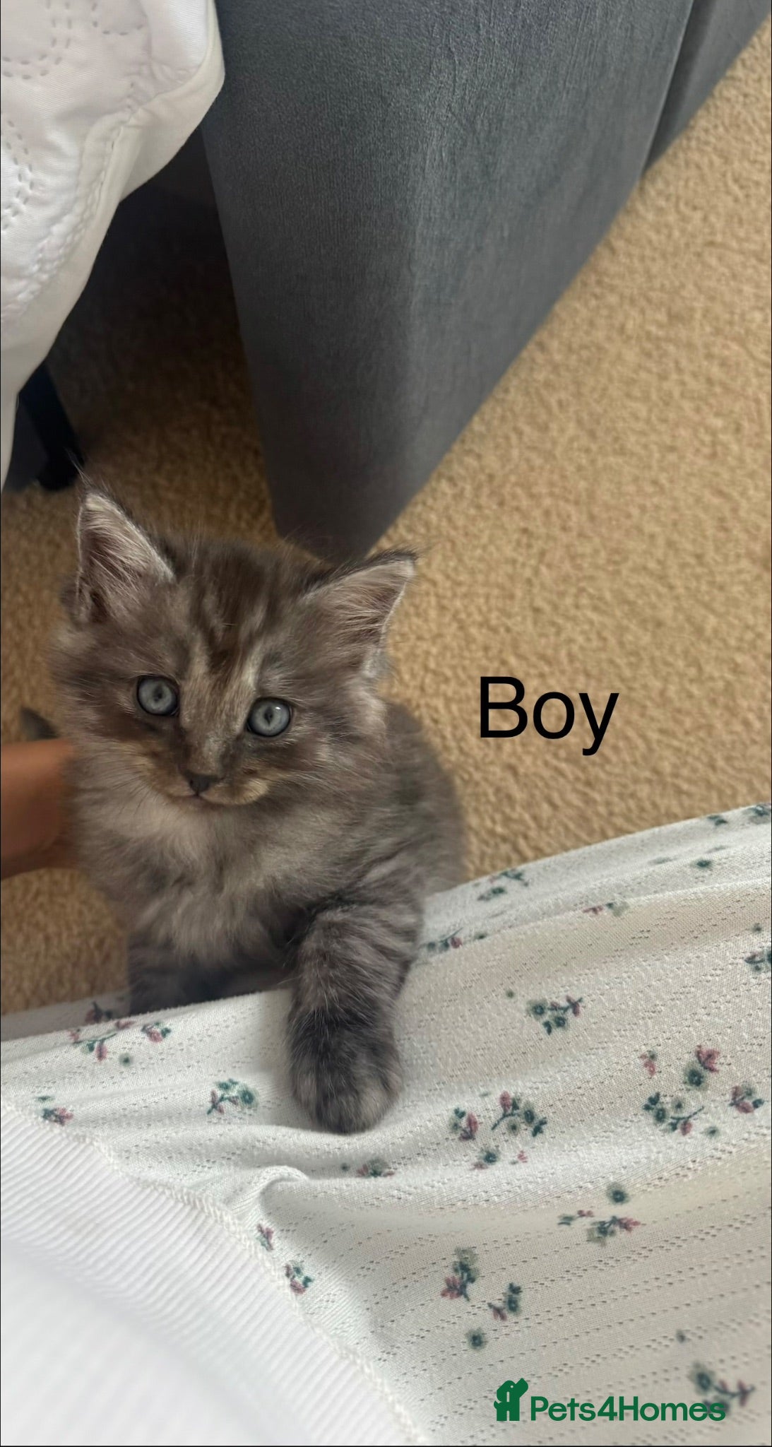 Mixed Breed cats Male kitten  - Advert 1