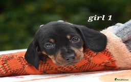 Miniature Dachshund dogs for sale: Beautiful KC black and tan smooth girls - Advert 4