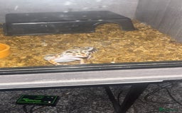 Leopard Gecko reptiles for sale: Snow Leopard gecko for sale with full set up - Image 2