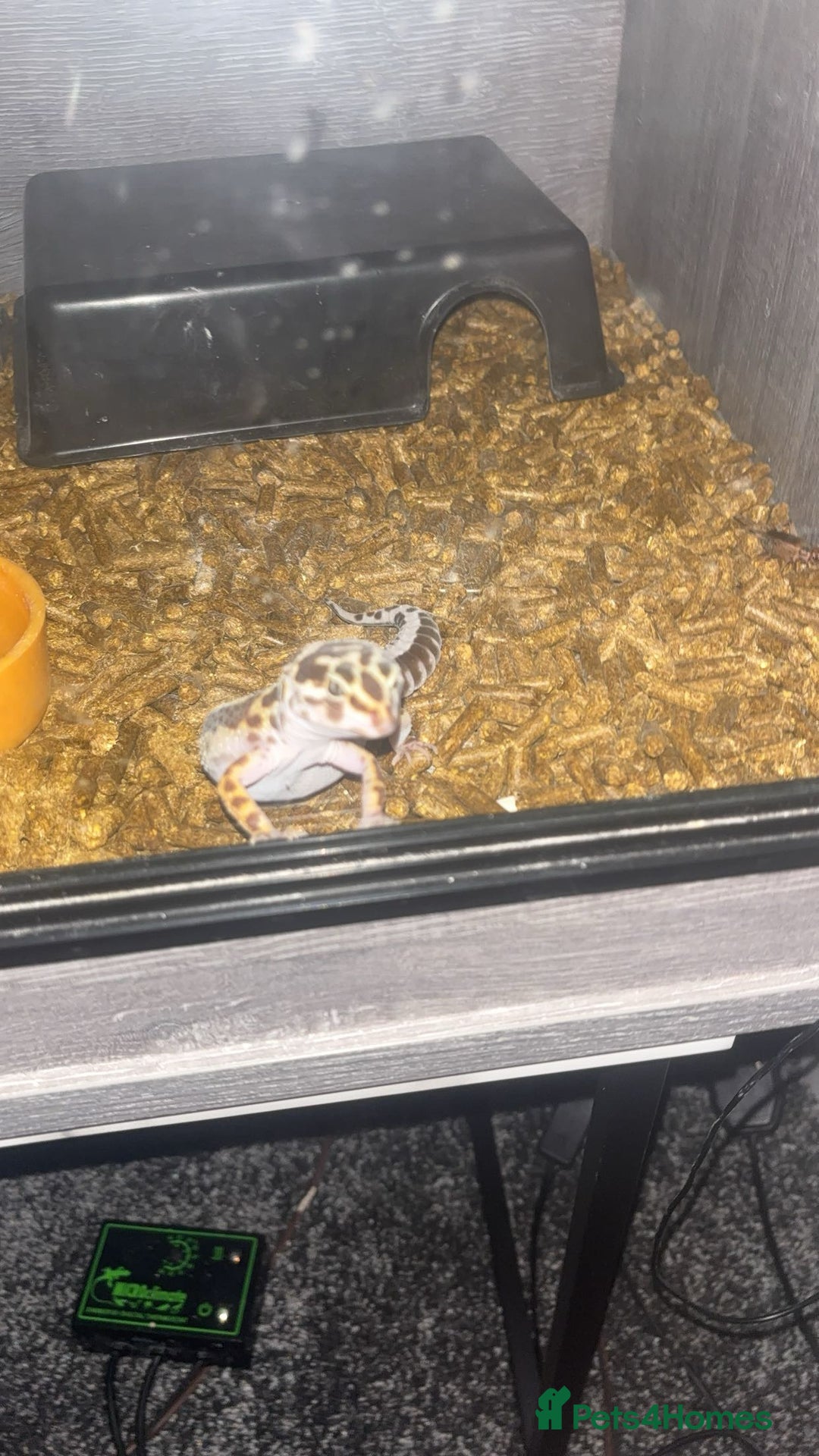 Leopard Gecko reptiles for sale: Snow Leopard gecko for sale with full set up - Image 2