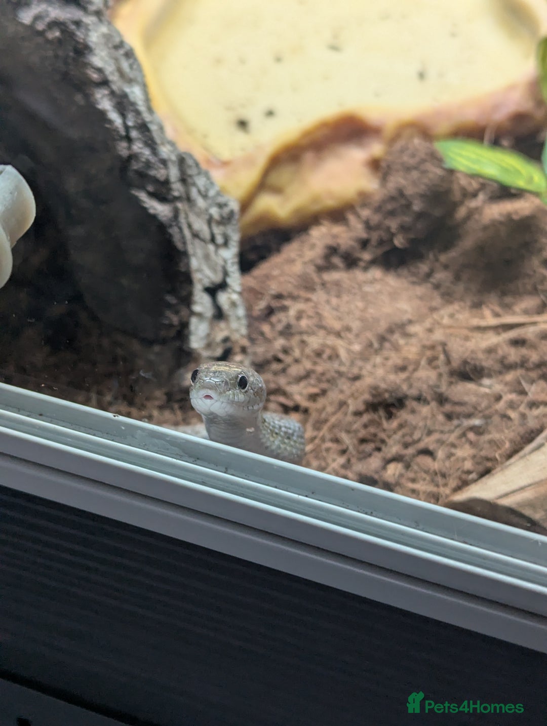 Corn Snake reptiles for sale: Male Corn Snake 2 Years & Full Set Up - Advert 2