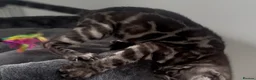 Bengal cats for sale: Exceptional kittens in silver, brown and charcoal - Advert 39