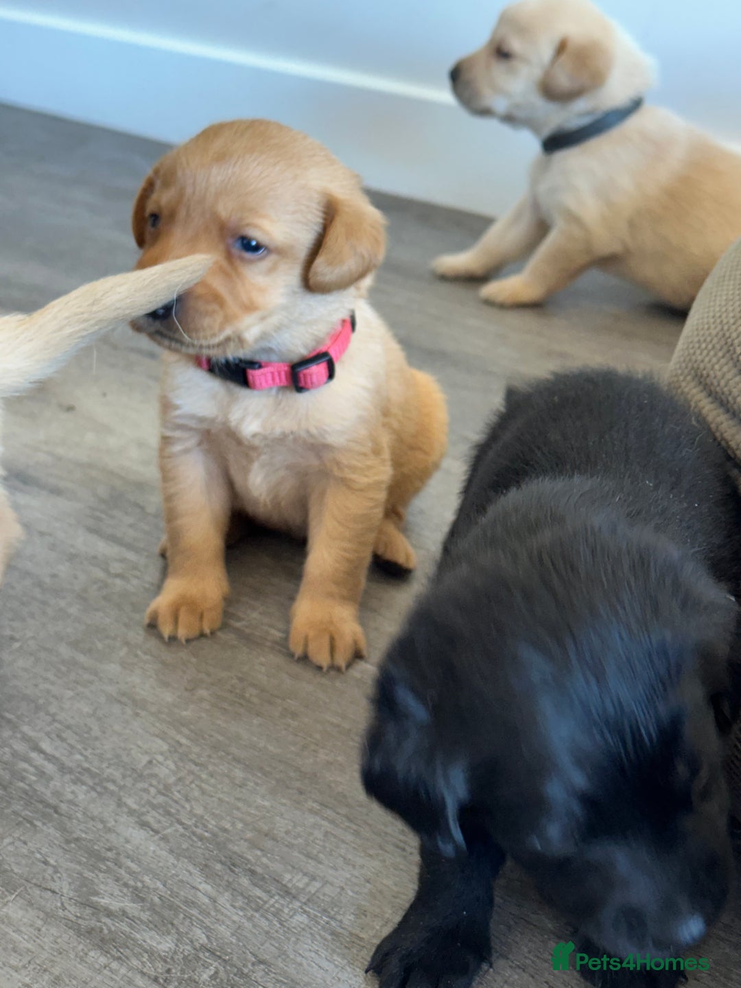 Labrador Retriever dogs for sale: Health tested kc reg puppies  - Image 4