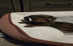 Dachshund dogs for sale: Miniture smooth haired dachshund - Image 2