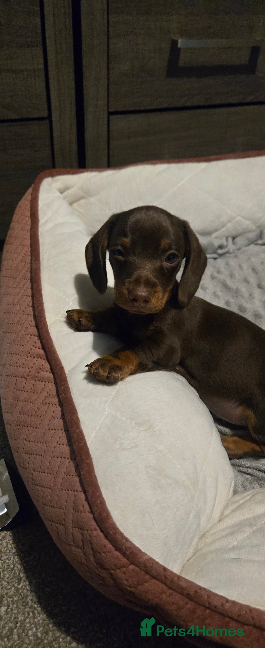 Dachshund dogs for sale: Miniture smooth haired dachshund - Image 2