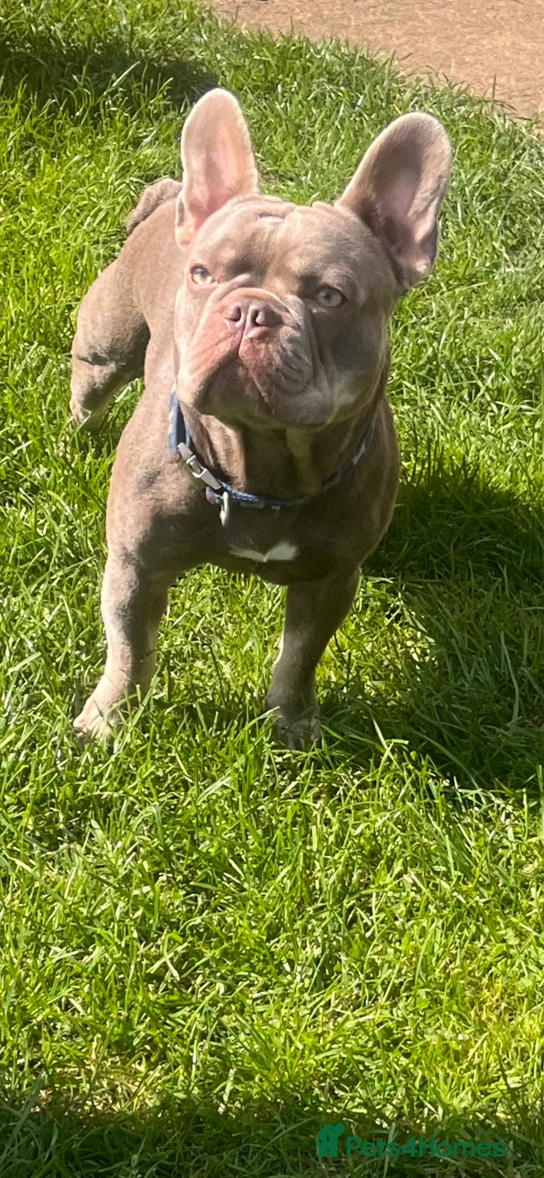 French Bulldog dogs for stud: Isabella and tan health tested french bulldog stud in Lincoln - Advert 10