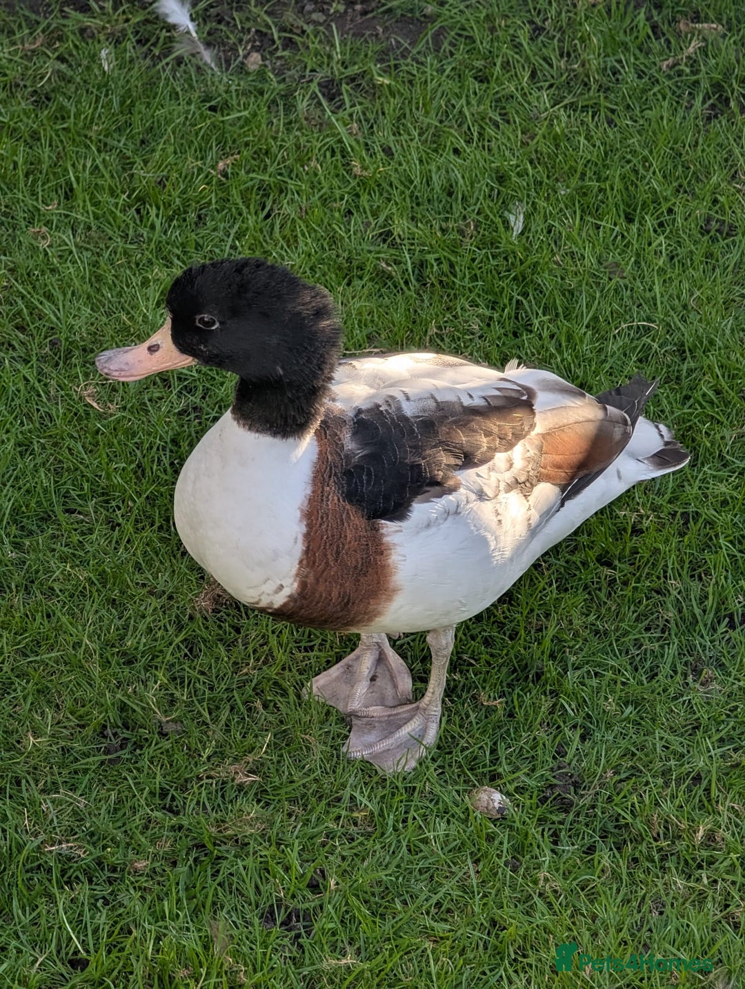 Chickens poultry for sale: Pair of Pochards and Pair of Shell ducks - Image 4