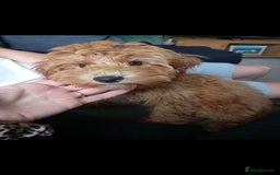 Cockapoo dogs for sale: Beautiful family of cockerpoos - Image 31