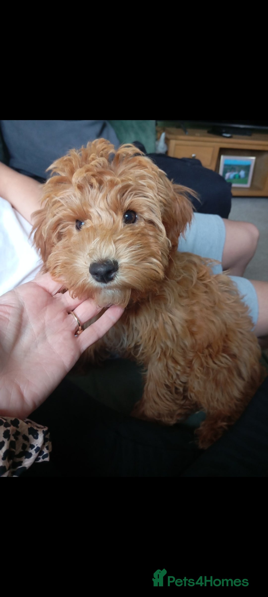 Cockapoo dogs for sale: Beautiful family of cockerpoos - Image 31