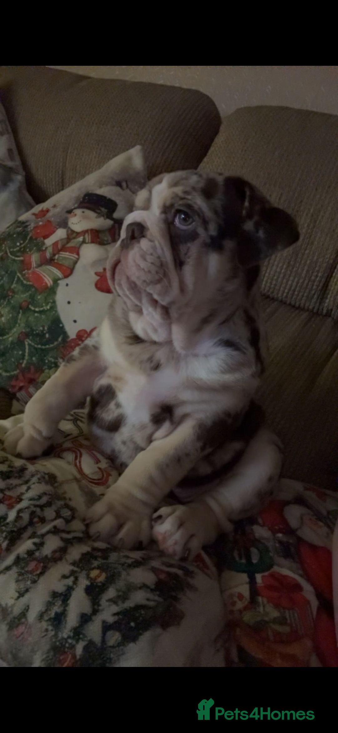 English Bulldog dogs for sale: English bulldog puppy  - Advert 2