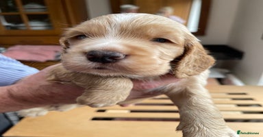 Cocker Spaniel dogs - Advert 16
