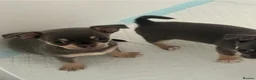 Chihuahua dogs for sale: Beautiful Chihuahua Puppies – 2 Males & 2 Females  in Broadstairs - Advert 6