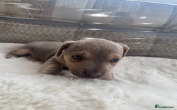 Jack Russell dogs for sale: Rare Jack Russell Puppies for sale - Image 5